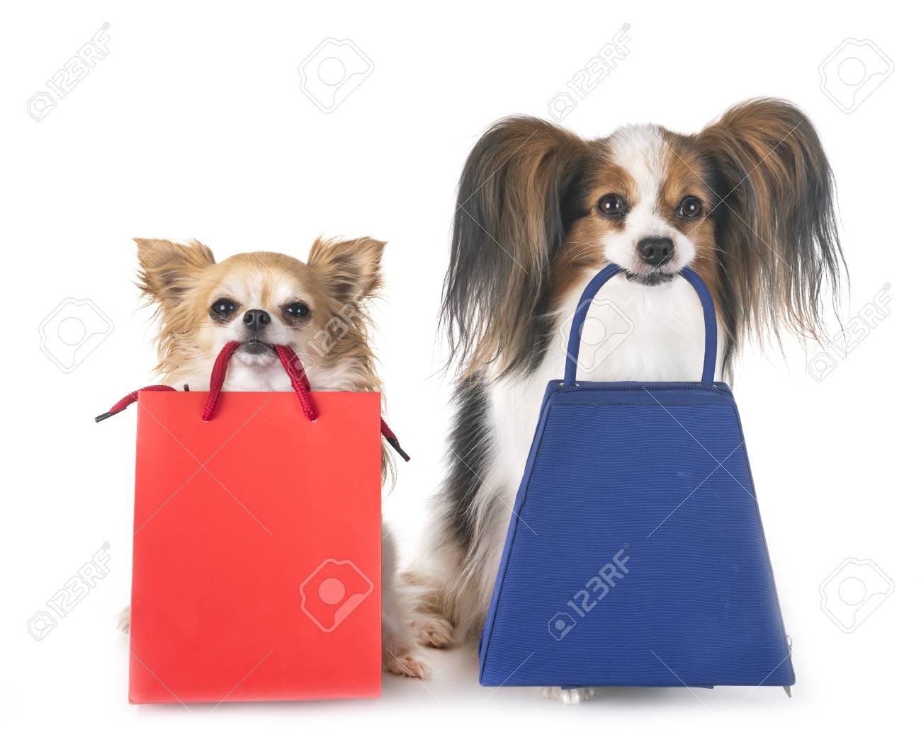 shopping with dog