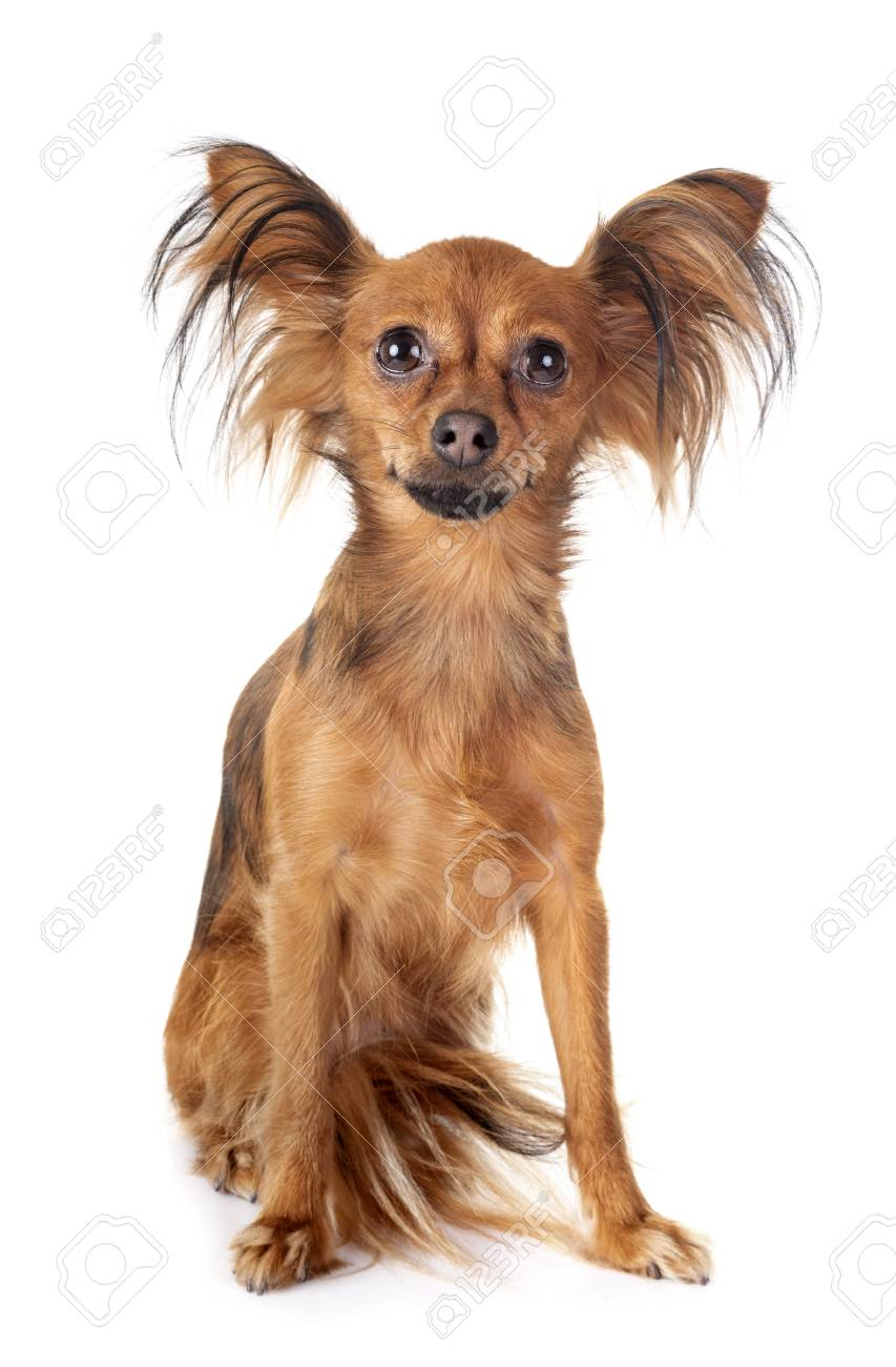 Russkiy Toy In Front Of White Background Stock Photo Picture And