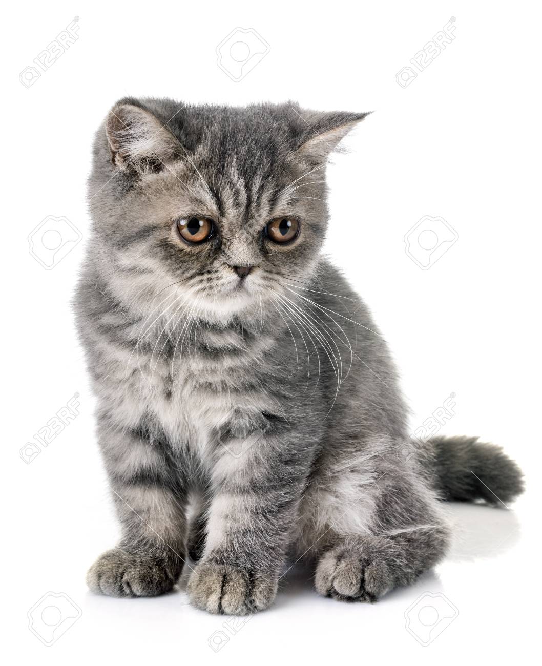 Exotic Shorthair Kitten In Front Of White Background Stock Photo