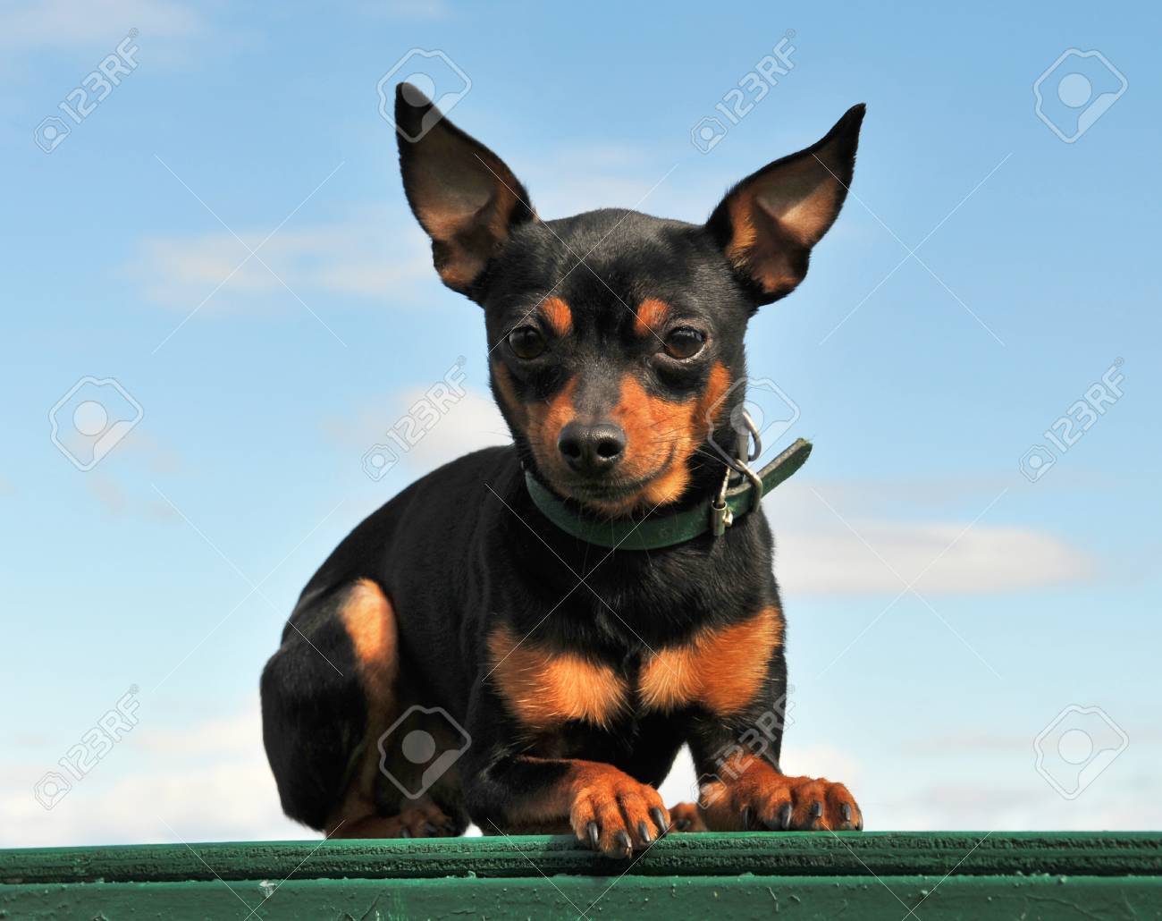 miniature pinscher tan