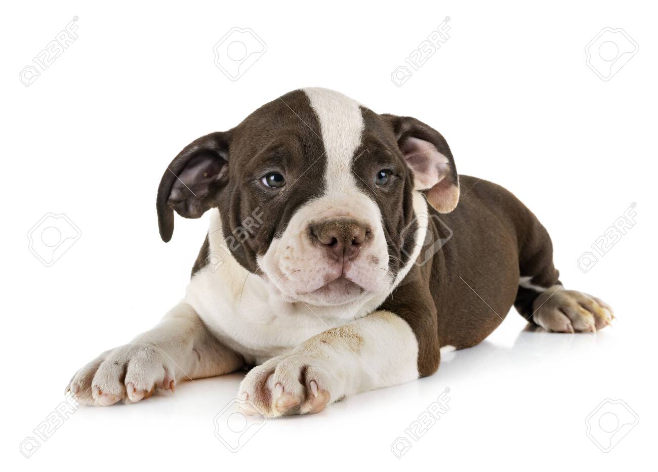 Puppy American Bully In Front Of White Background Stock Photo, Picture and  Royalty Free Image. Image 115133415., image size:1300x933