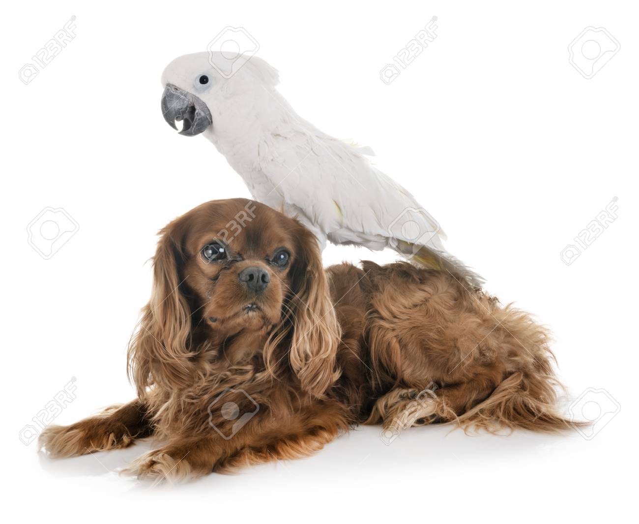 cockatoo dog