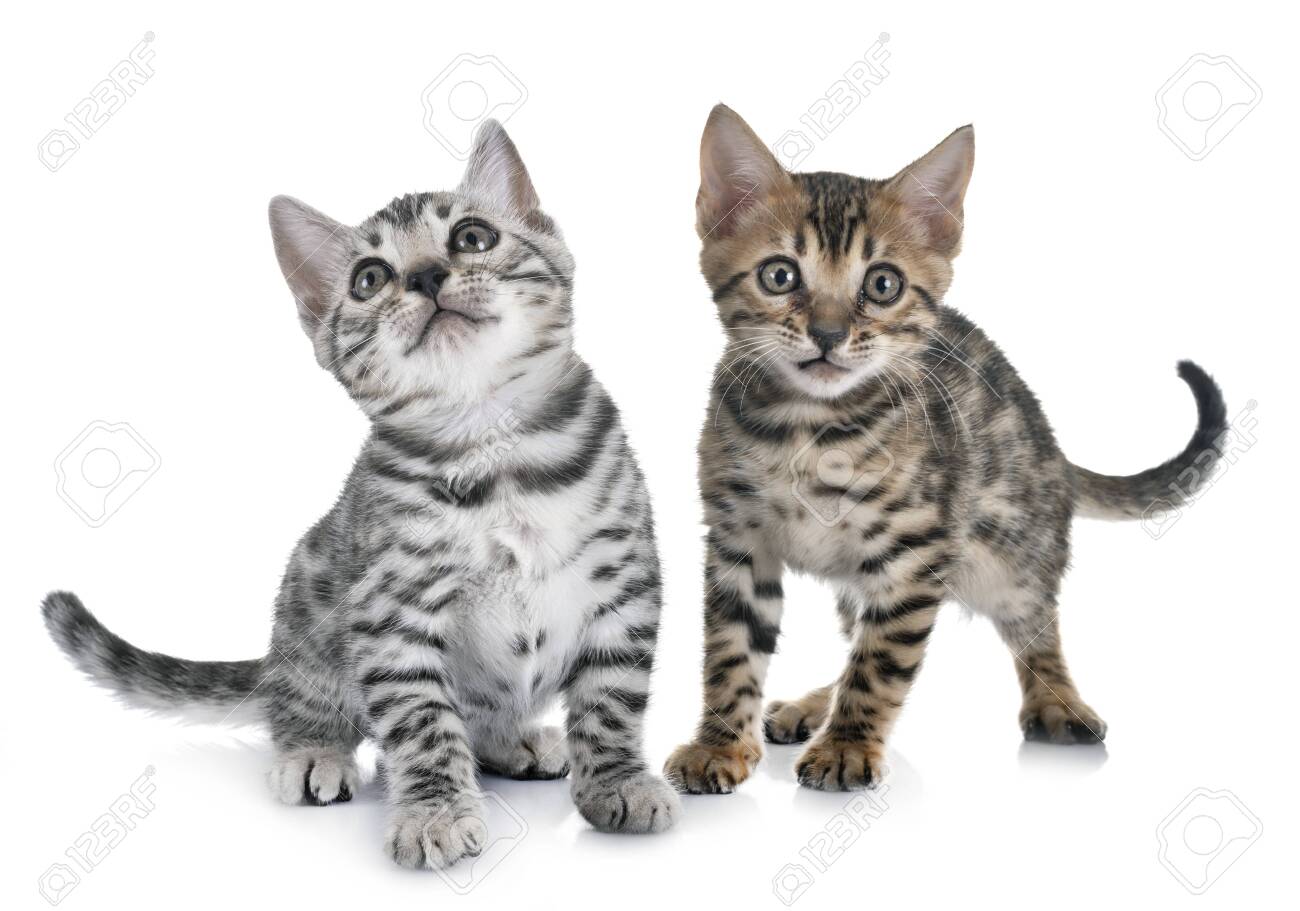 bengal cat white and grey