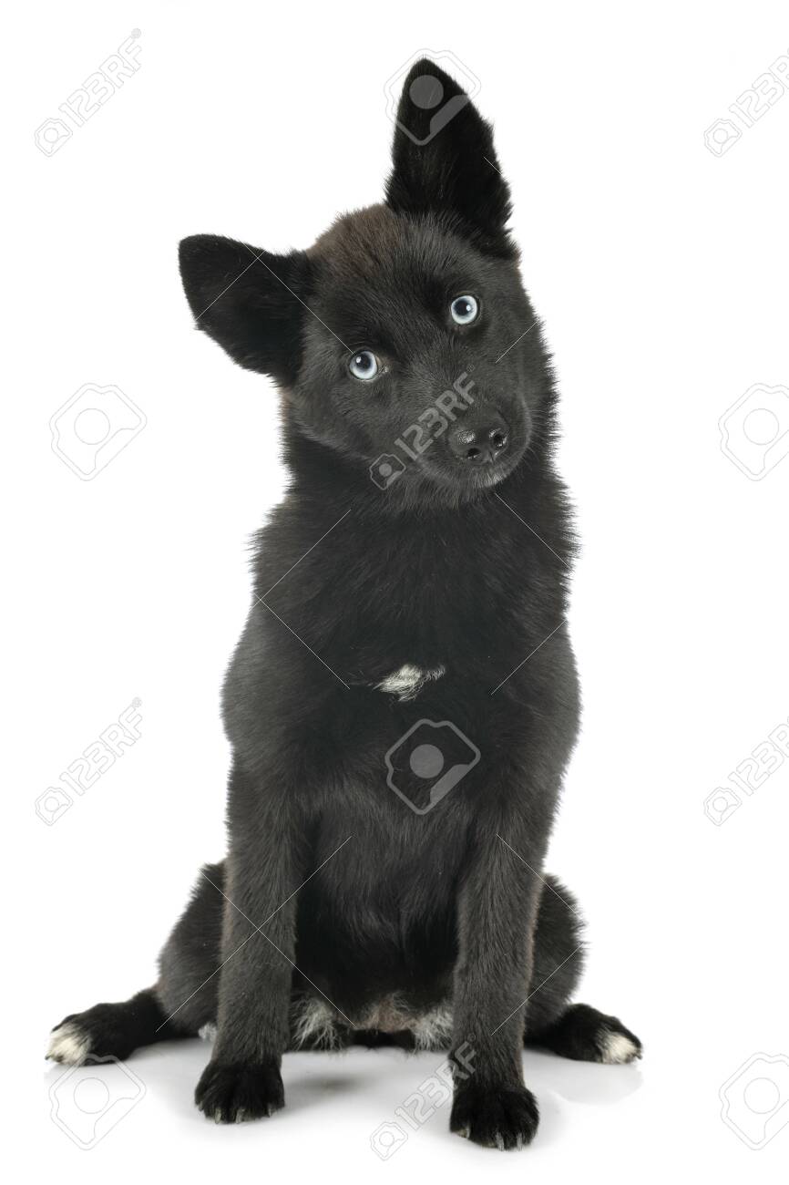 black pomsky