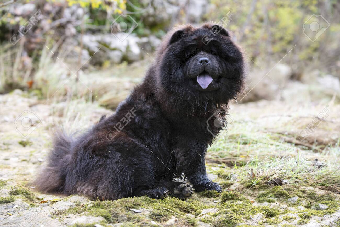 chow chow nature