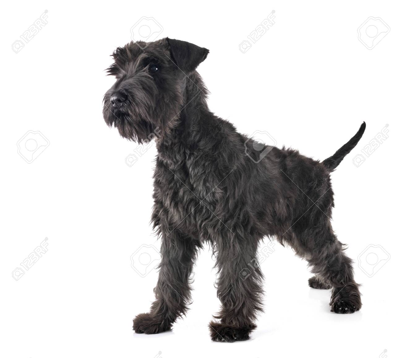 Black Miniature Schnauzer In Front Of White Background Stock Photo, Picture And Royalty Free Image. Image 140336475. Black Miniature Schnauzer In Front Of White Background Stock Photo, Picture And Royalty Free Image. Image 140336475.