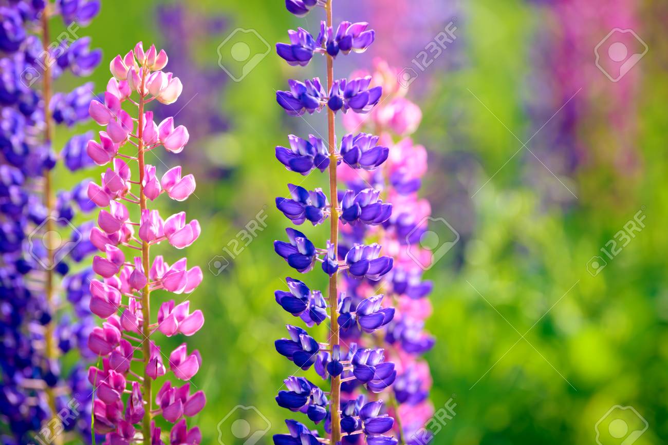 lupinus lupin lupine field with pink purple and blue flowers stock purple and blue flower