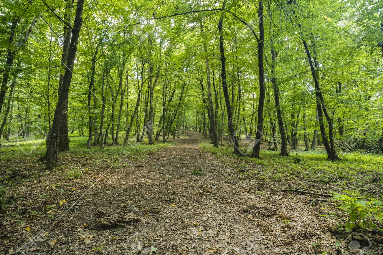 Mysterious Forest Hoia Baciu Romania Near Cluj Stock Photo Picture And Royalty Free Image Image