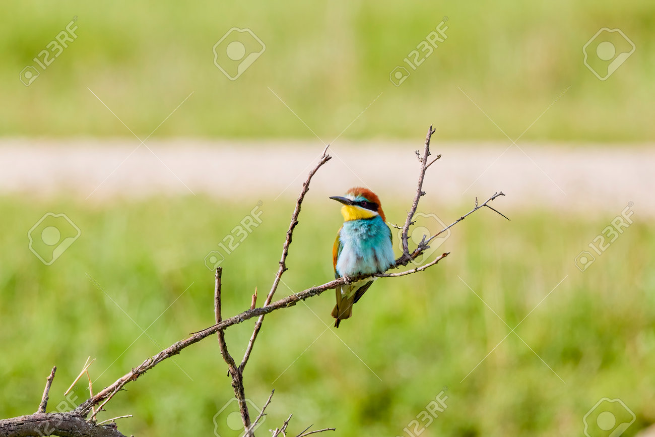 etiam-dictum-ipsum-a-felis