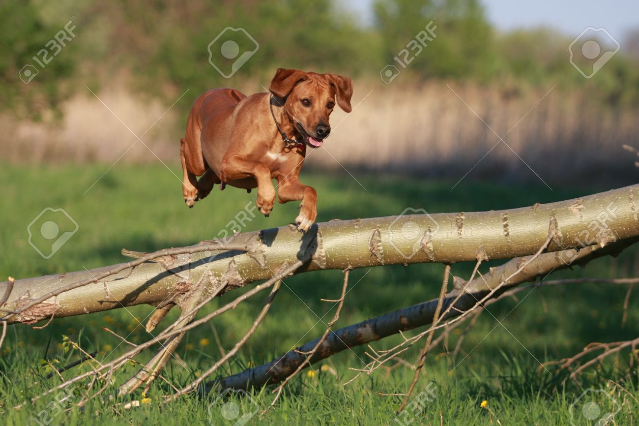 rhodesian ridgeback dog jumping over log stock photo picture and dog log
