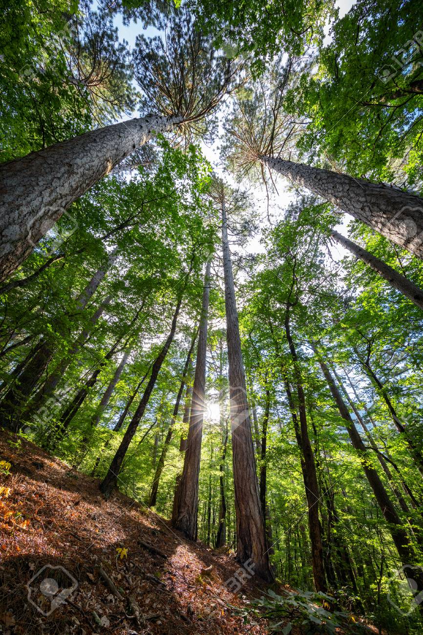 Variety Kronen Der Baume Im Fruhjahr Wald Gegen Den Blauen Himmel Mit Der Sonne Ansicht Von Unten Von Den Baumen Lizenzfreie Fotos Bilder Und Stock Fotografie Image 82811272