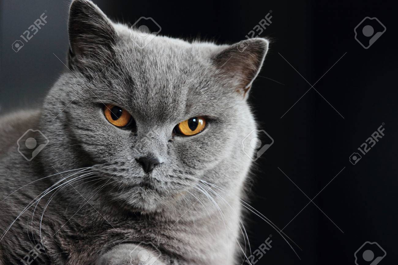 Museau De Chat Gris Britannique Avec Des Yeux Jaunes Foncées Sur Fond Noir