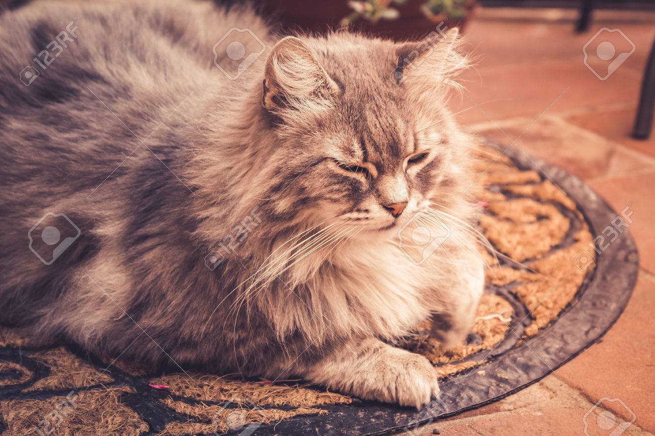 etiam-dictum-ipsum-a-felis