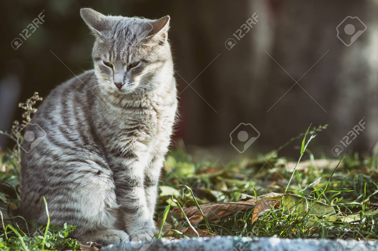 etiam-dictum-ipsum-a-felis