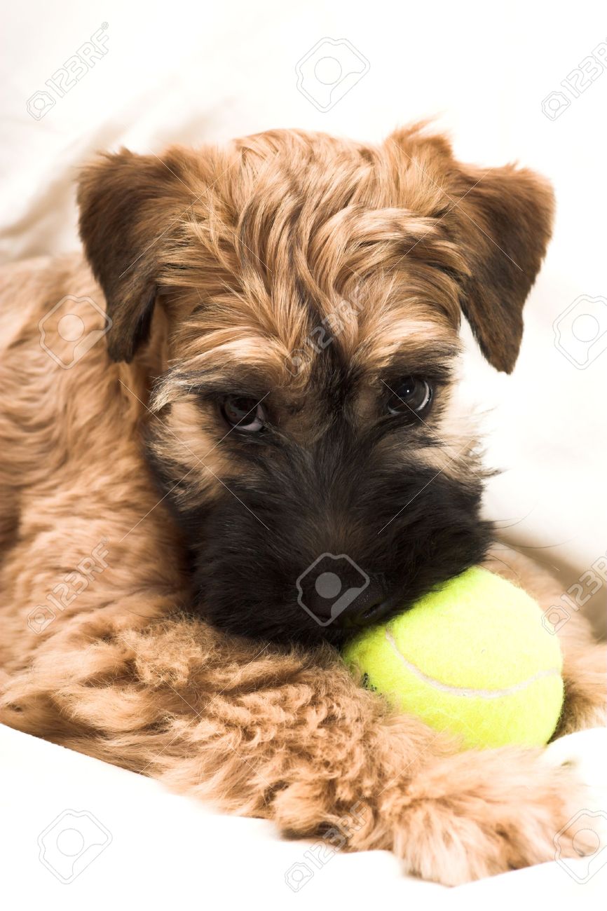 small wheaten terrier