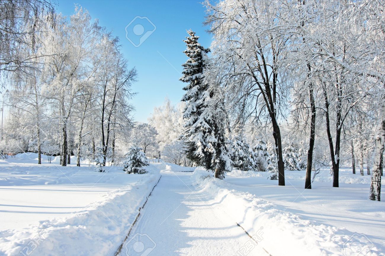 Magical Winter Woods Covered With Fresh Snow Stock Photo Picture And Royalty Free Image Image 6236855
