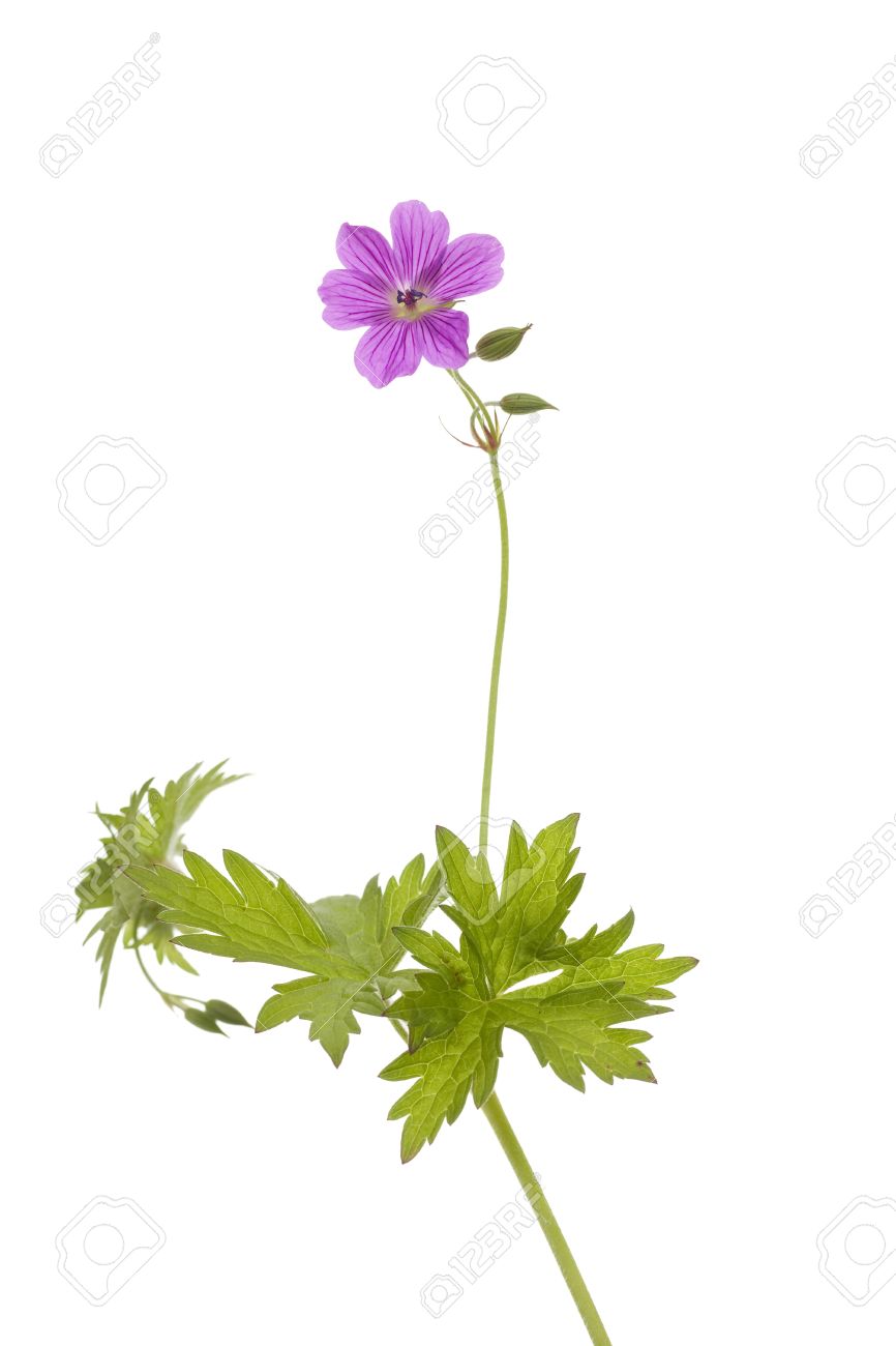 single geranium