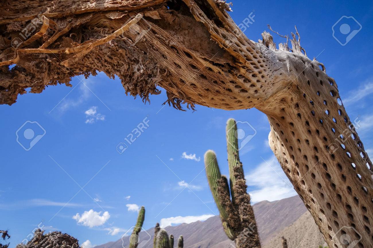 Dry Giant Cactus Detail In The Tilcara Quebrada Argentina Stock Photo Picture And Royalty Free Image Image 86254452
