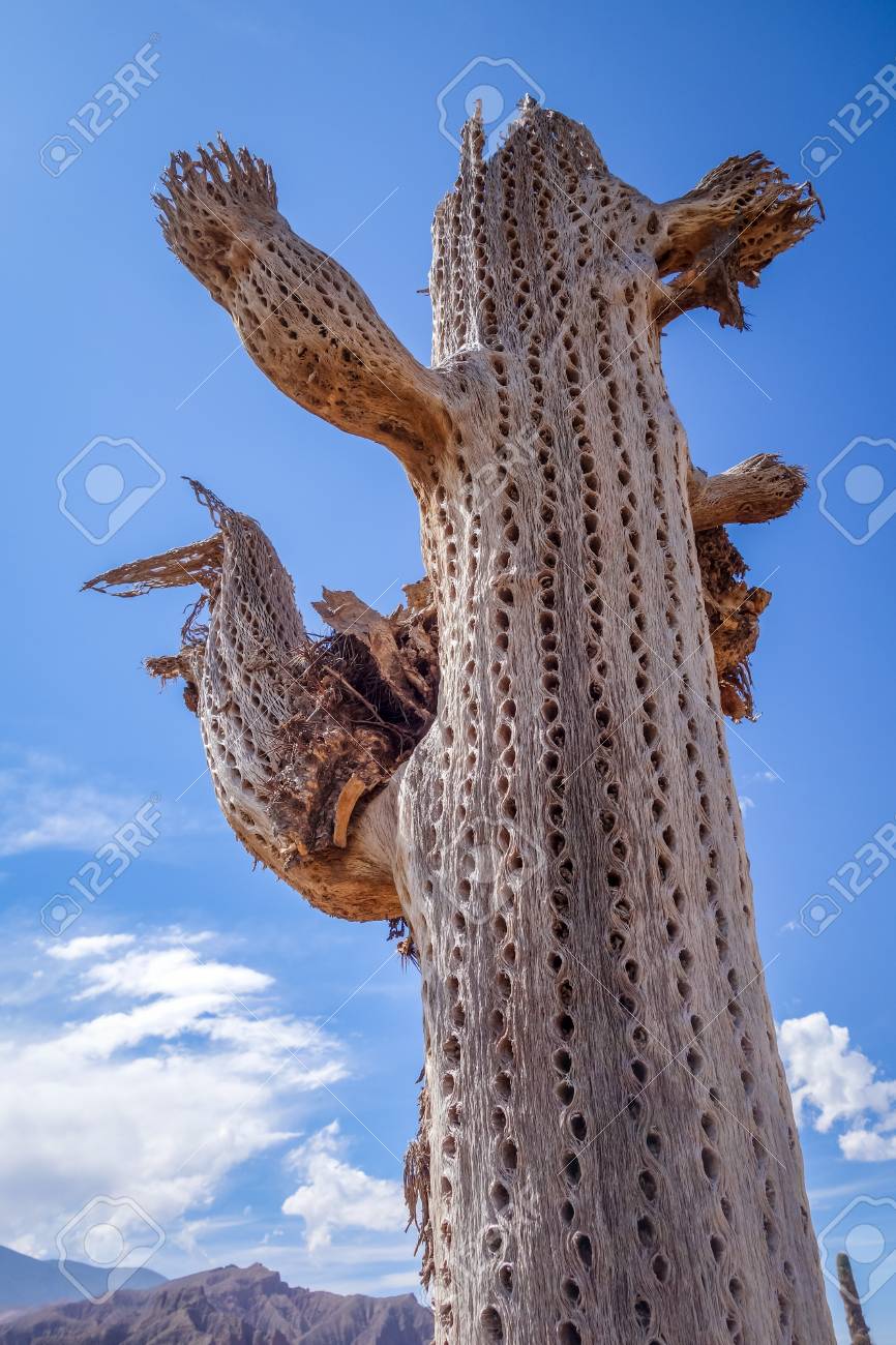 Dry Giant Cactus Detail In The Tilcara Quebrada Argentina Stock Photo Picture And Royalty Free Image Image 90379728