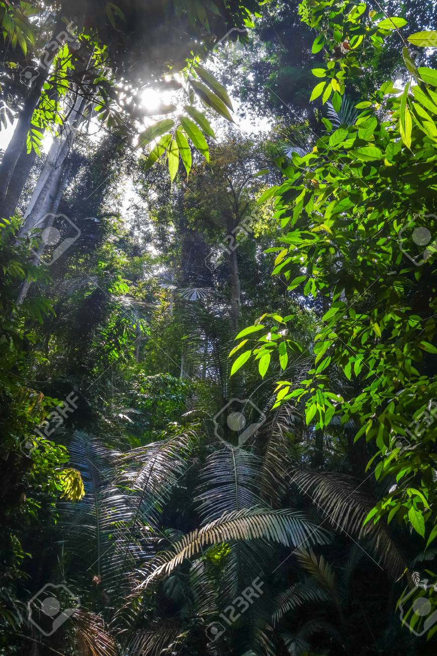 Jungle Rainforest Landscape Taman Negara National Park Malaysia Stock Photo Picture And Royalty Free Image Image 117729237