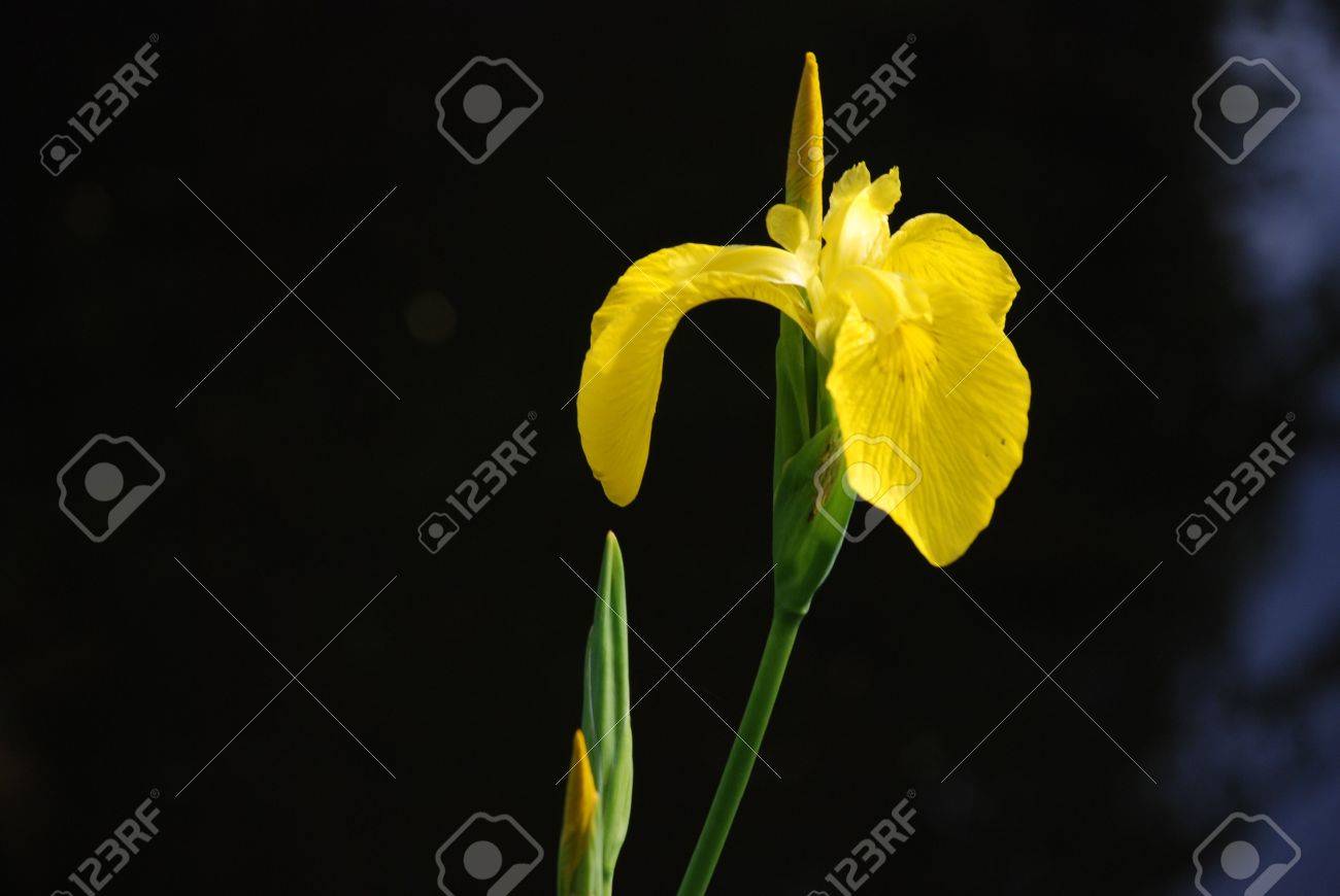 etiam-dictum-ipsum-a-felis