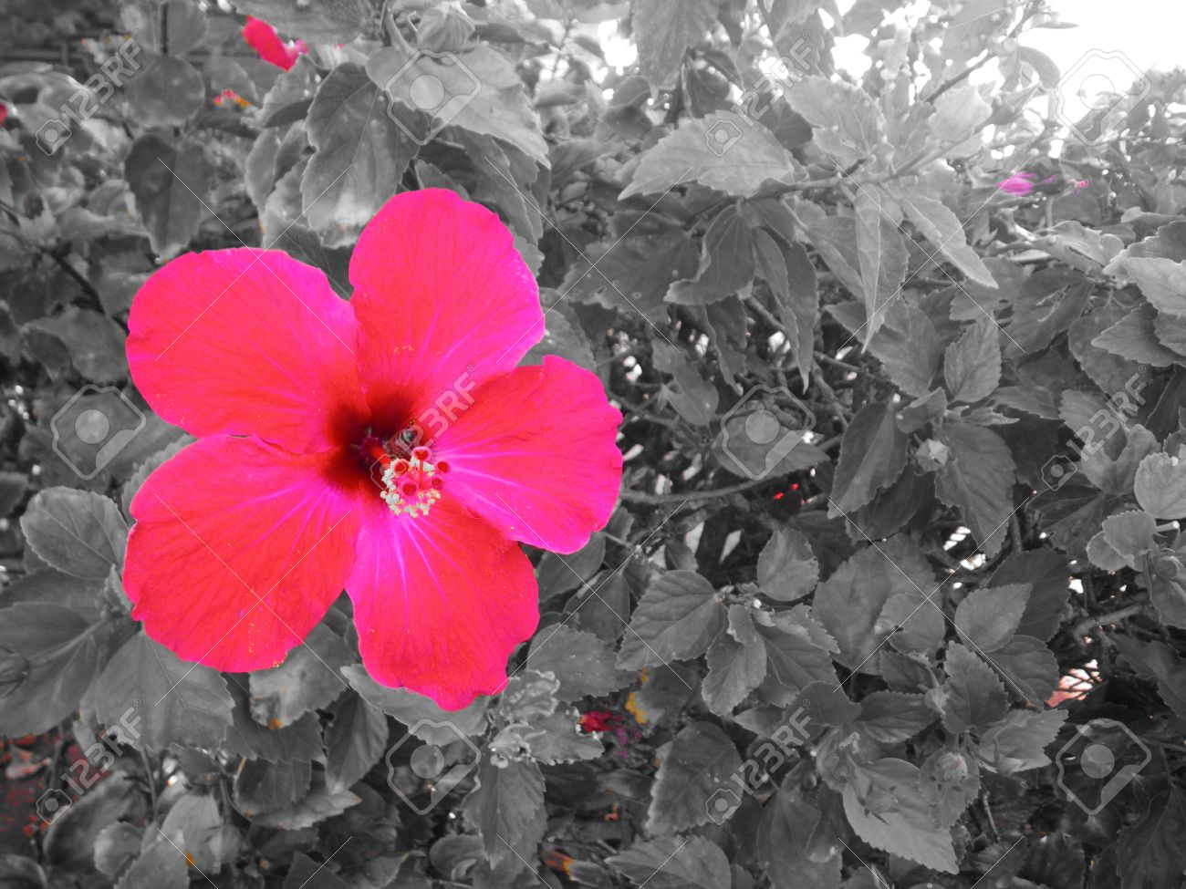 Black and white hibiscus shrub with flower accent color stock photo 12385126
