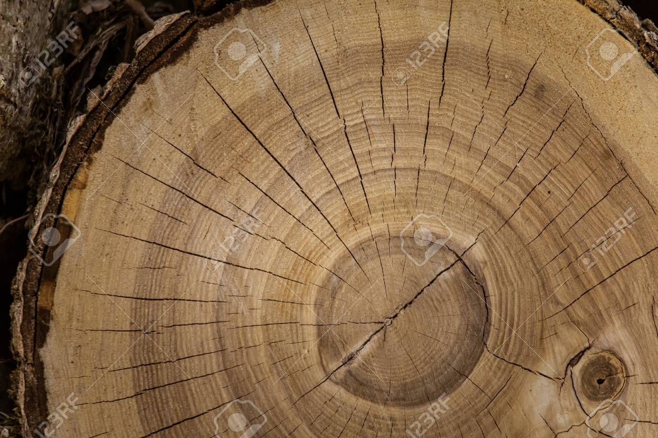 Featured image of post The Best 25 Tronco De Arvore Textura