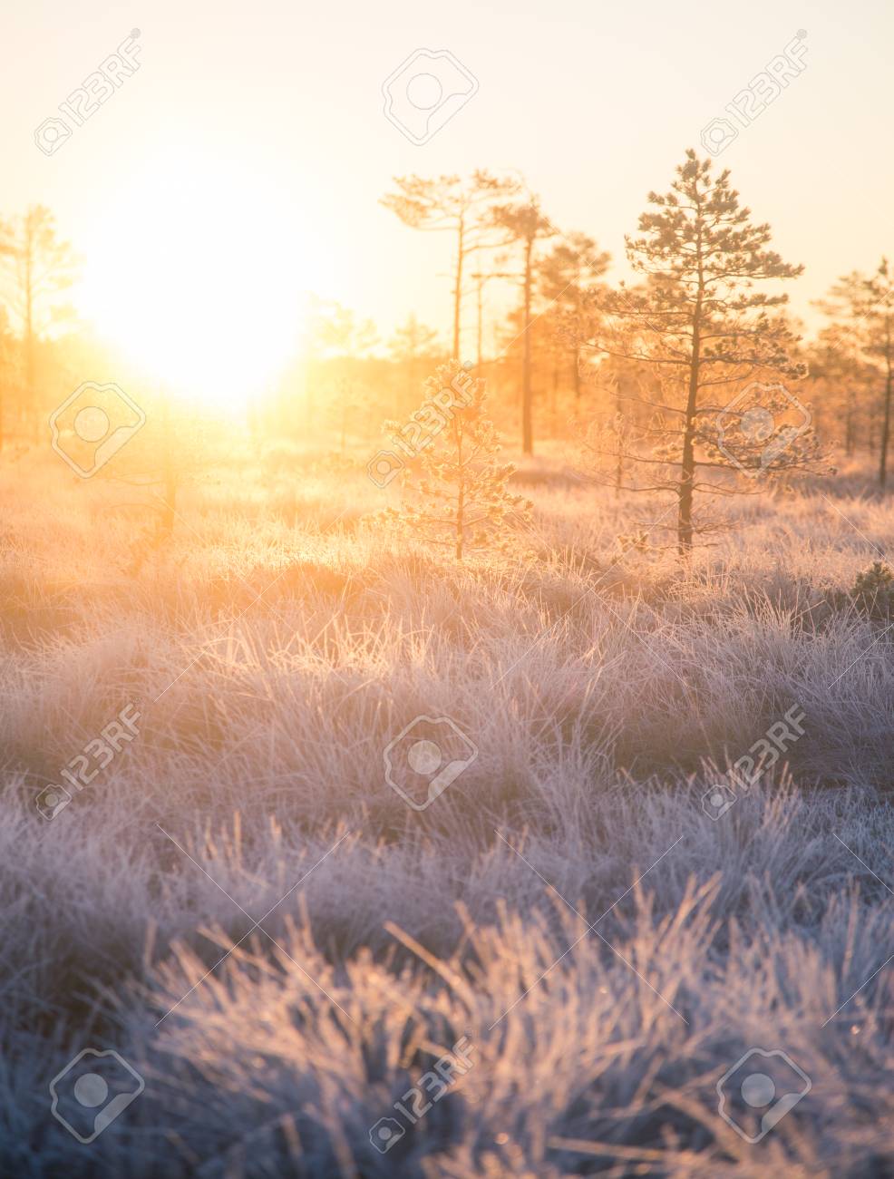 Paysage De Beau Matin Avec Un Soleil Levant Paysage Colore D Une Zone Humide Gelee En Automne Premier Gel Dans La Nature Brillant Soleil Brille Avec Des Fusees Eclairantes Banque D Images Et Photos