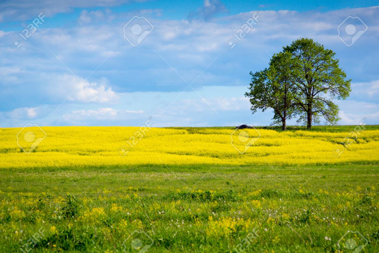 Meadow landscape sale