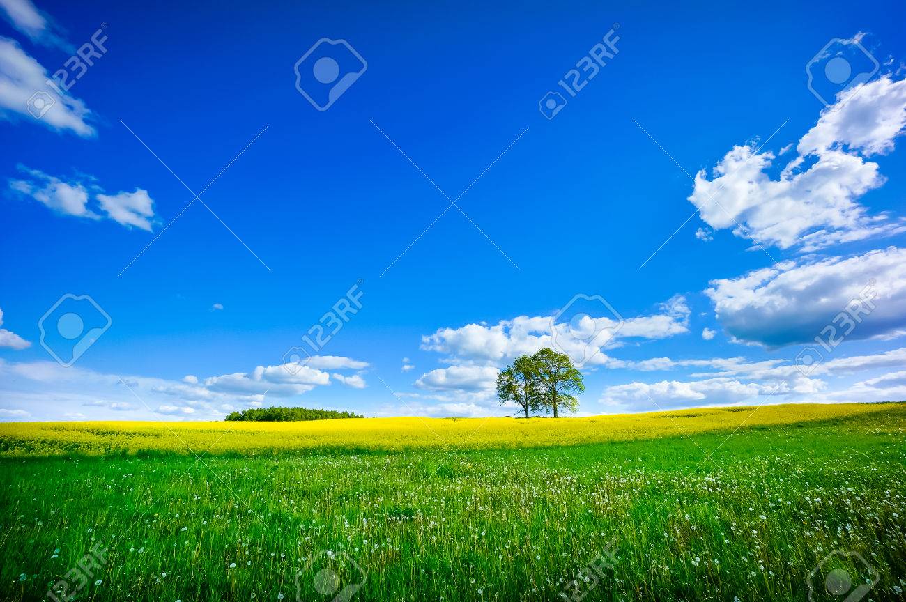 Beautiful summer landscape of meadows with trees. Lithuania - 42152805 Beautiful summer landscape of meadows with trees. Lithuania - 42152805