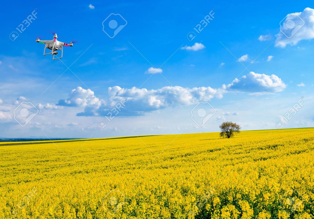 Lonely tree on the blooming colza field, drone in the sky - 62526515 Lonely tree on the blooming colza field, drone in the sky - 62526515