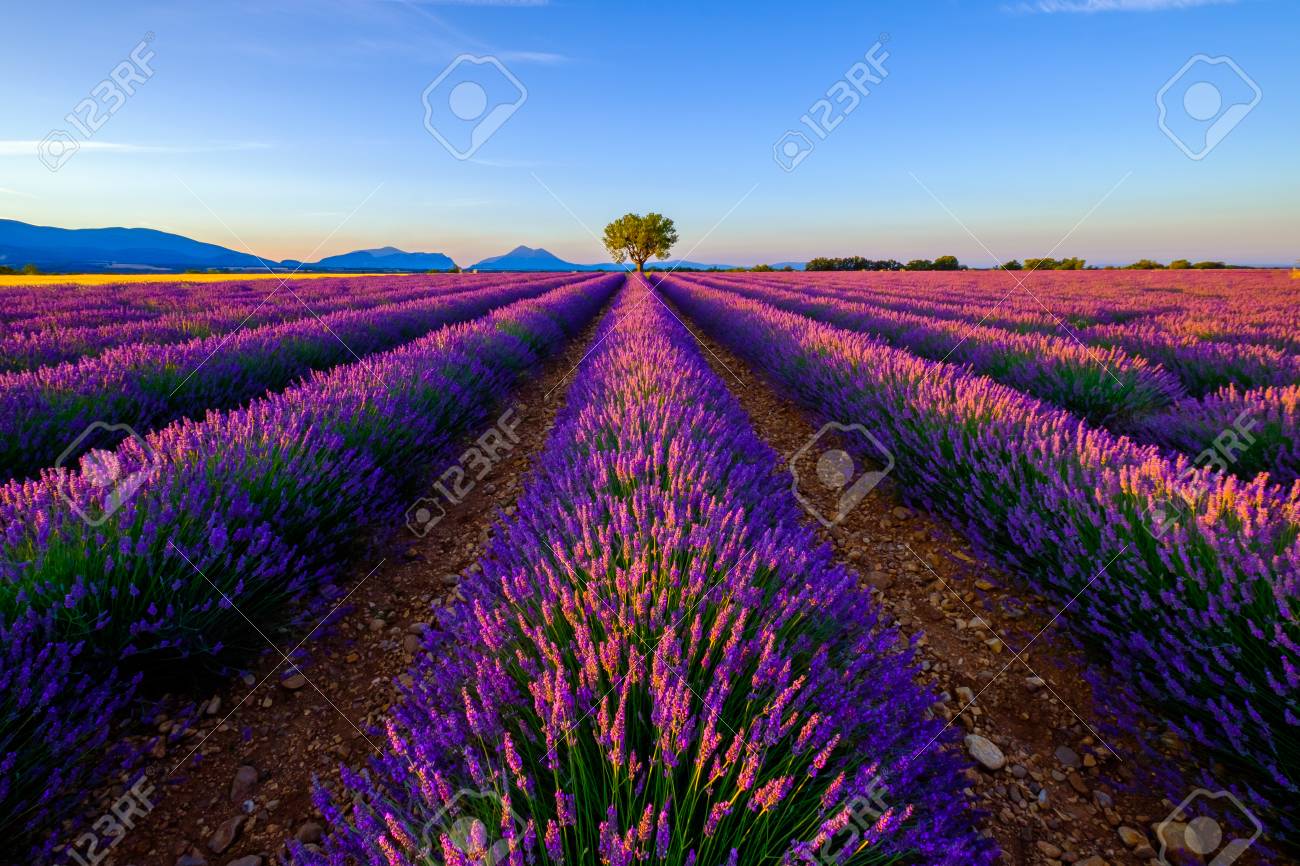 Tree In Lavender Field At Sunrise In Provence, France Stock Photo, Picture  and Royalty Free Image. Image 66229837., image size:1300x866