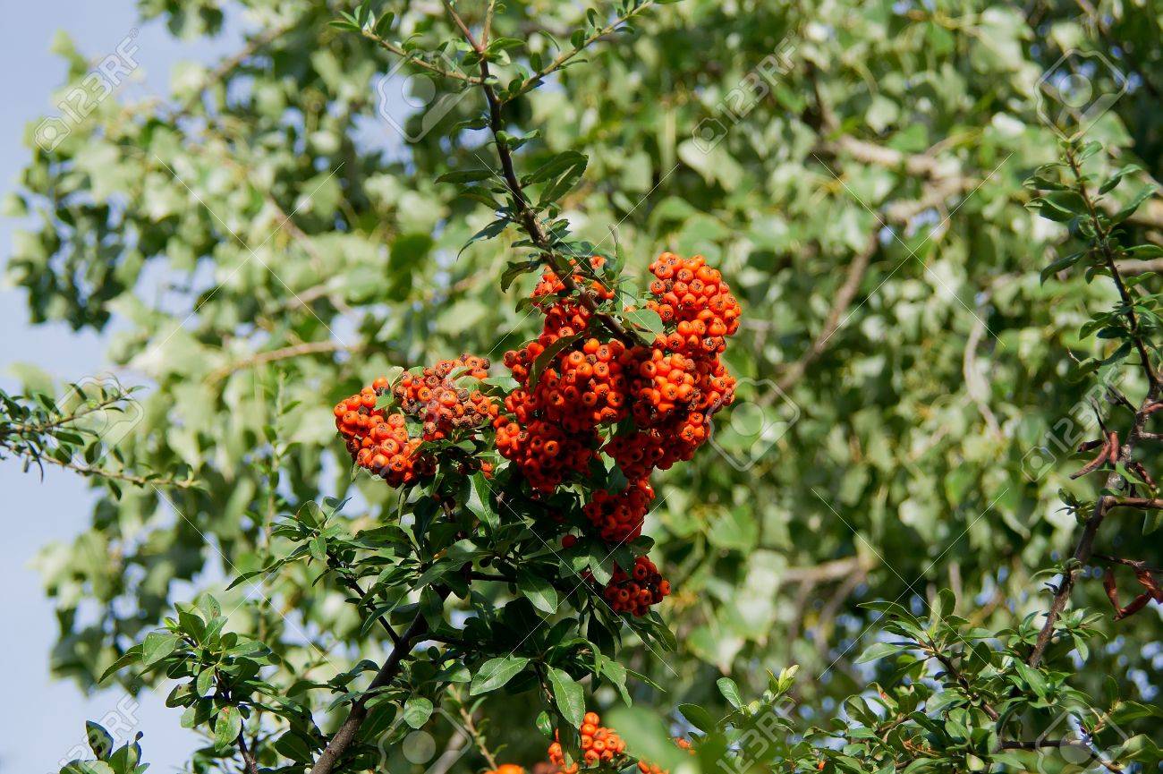 火棘 ピラカンサ コクシネア 公園飾りが得られます の写真素材 画像素材 Image 火棘 ピラカンサ コクシネア 公園飾りが得られます の写真素材 画像素材 Image