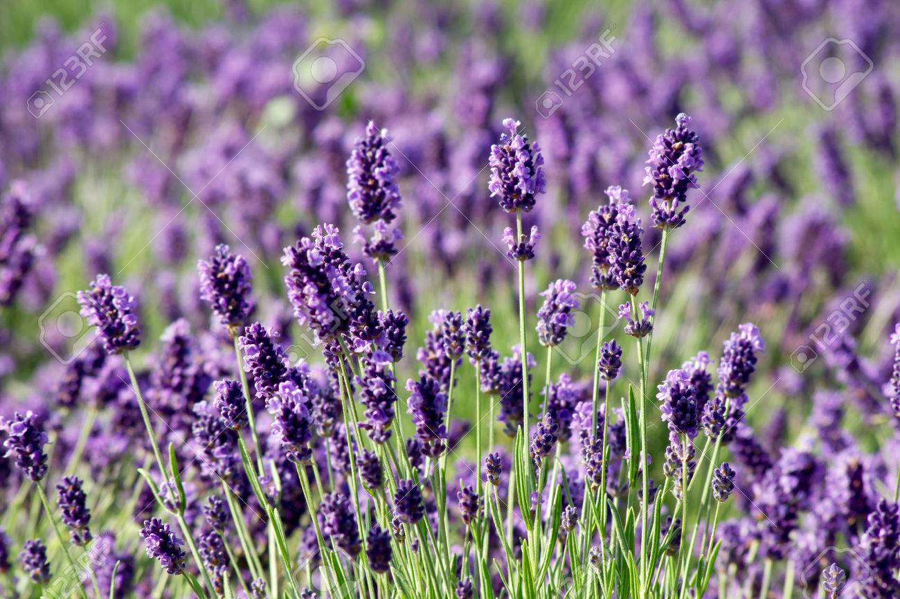 Spring, summer opening of lavender (Lavandula angustifolia). - 60874140 Spring, summer opening of lavender (Lavandula angustifolia). - 60874140