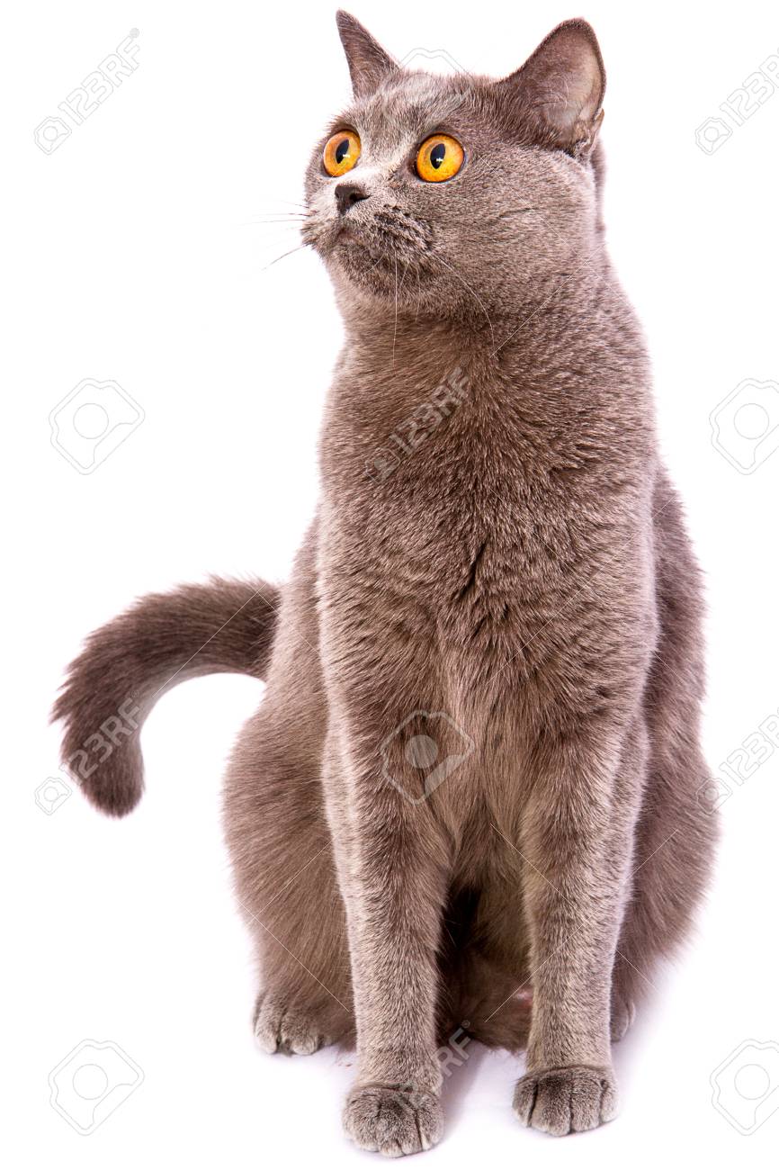 British Shorthair Gray Cat With Bright Yellow Eyes Isolated On