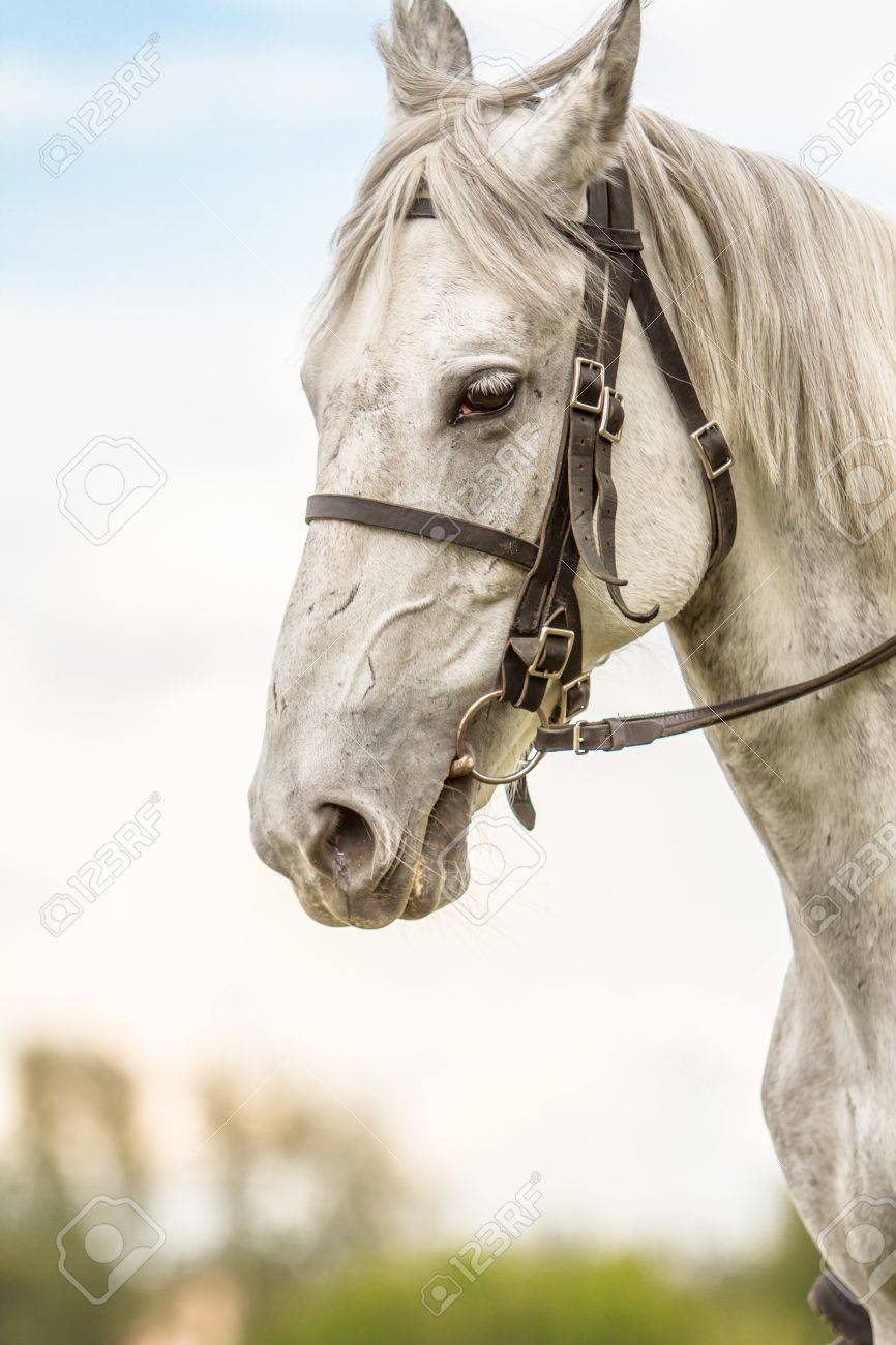 白のサラブレッド種競走馬 馬の頭 空に対して の写真素材 画像素材 Image