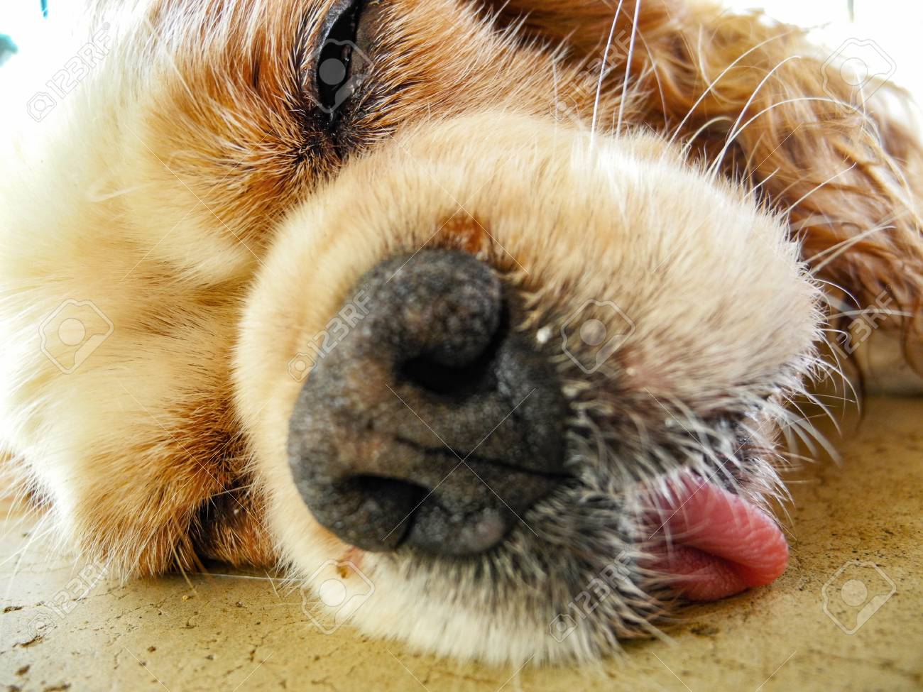 etiam-dictum-ipsum-a-felis