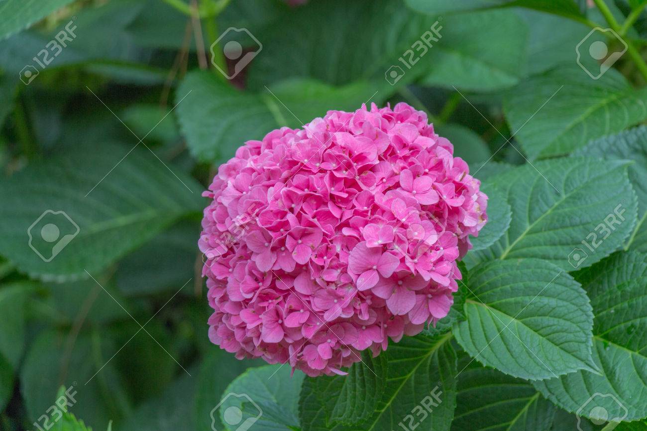 Die Ansicht Von Hortensie Bluht Pinke Blumen Gartenpflanzen Lizenzfreie Fotos Bilder Und Stock Fotografie Image
