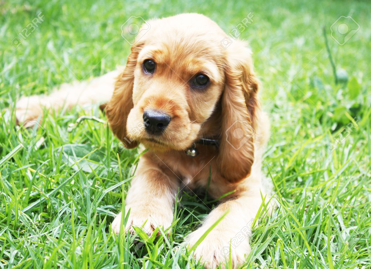 red chihuahua puppies for sale