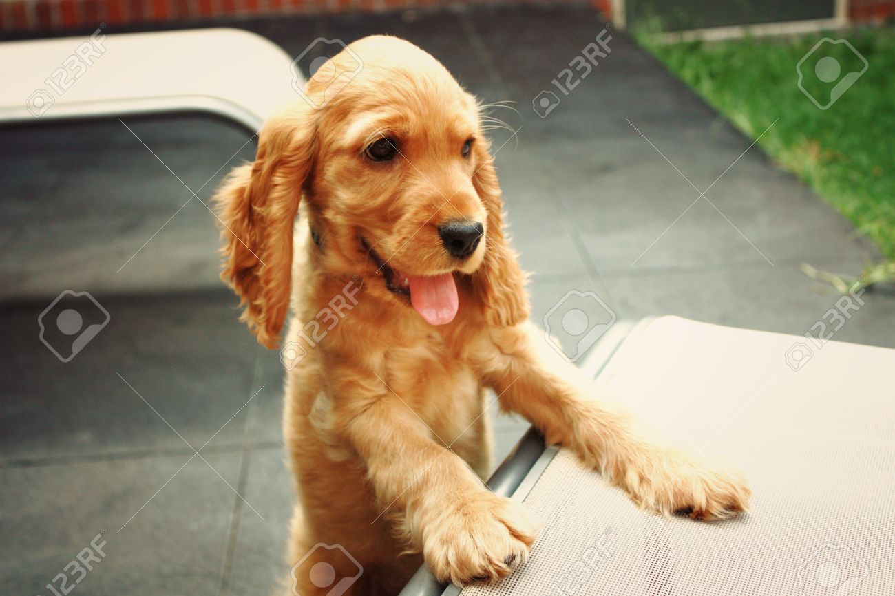 cute cocker spaniel puppies