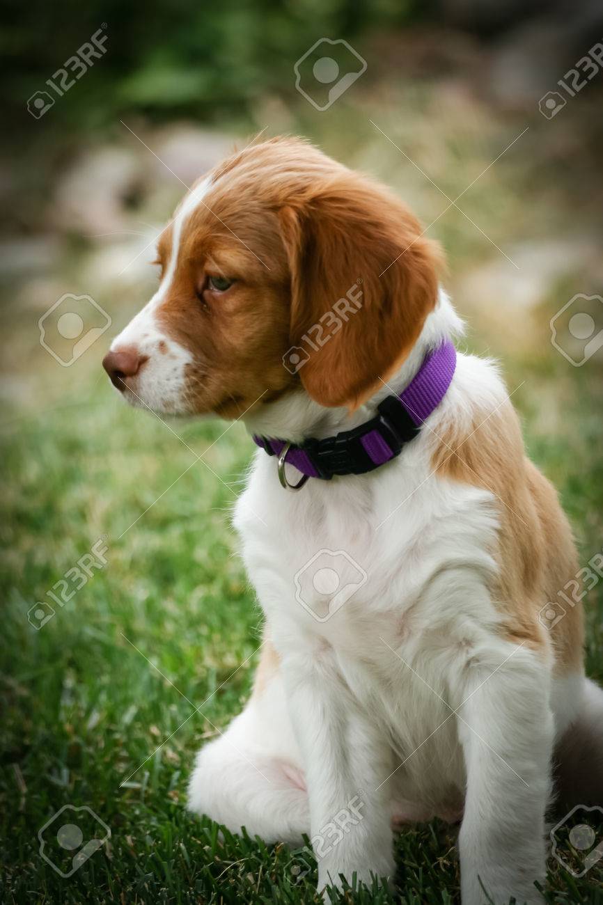 brittany spaniel puppy pictures