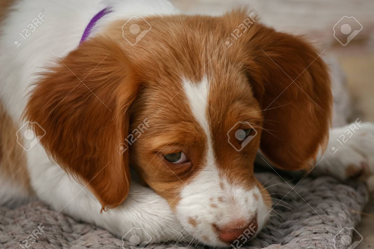 brittany spaniel puppy pictures