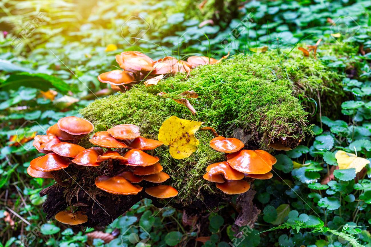 木の切り株にきのこグループ Kuehneromyces 酔 の写真素材 画像素材 Image 木の切り株にきのこグループ Kuehneromyces 酔 の写真素材 画像素材 Image