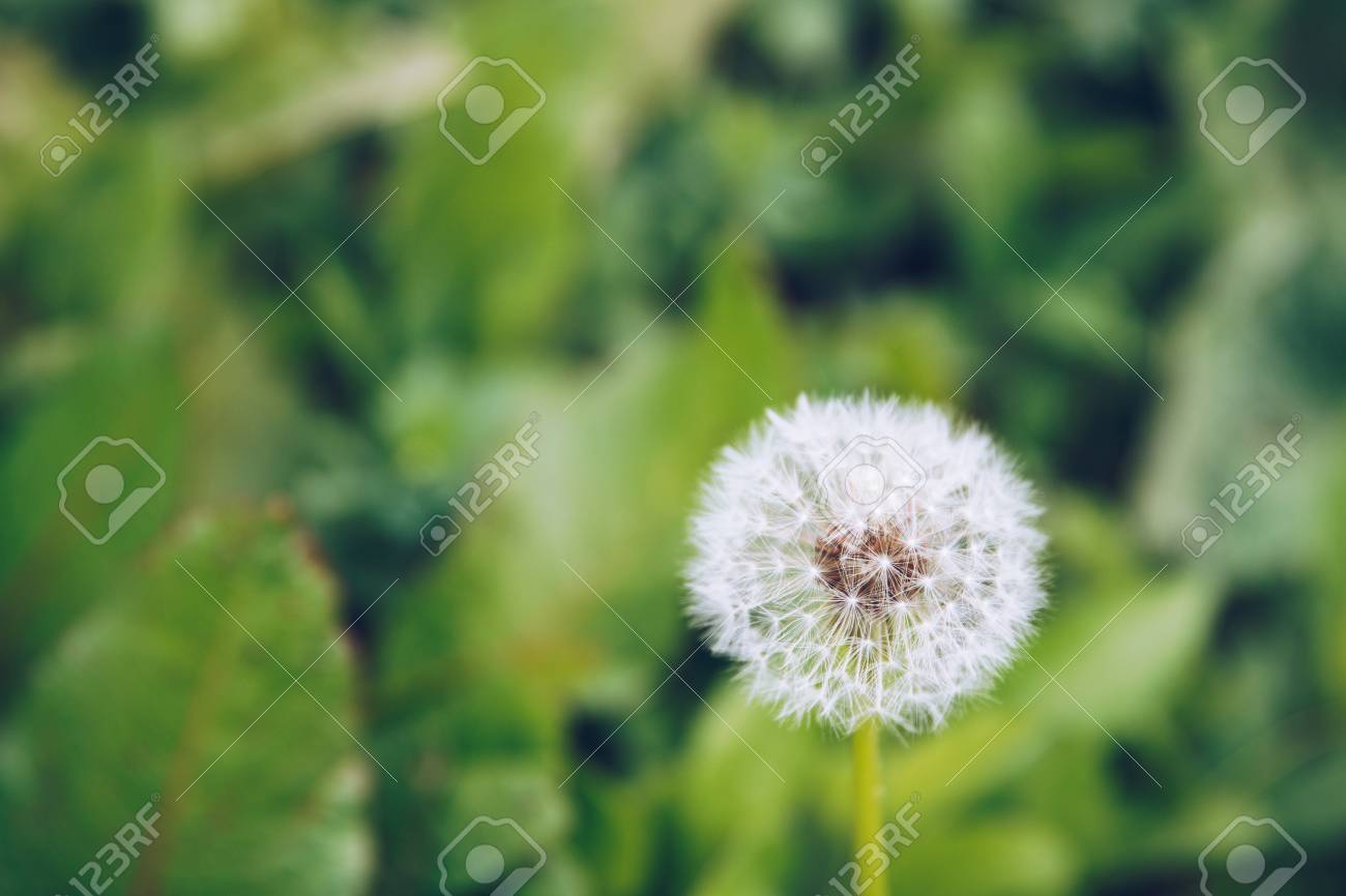タンポポの花 緑の草の背景に Blowball 春の花 公園の植物 田舎の自然 春の写真をレトロなポストカード の写真素材 画像素材 Image