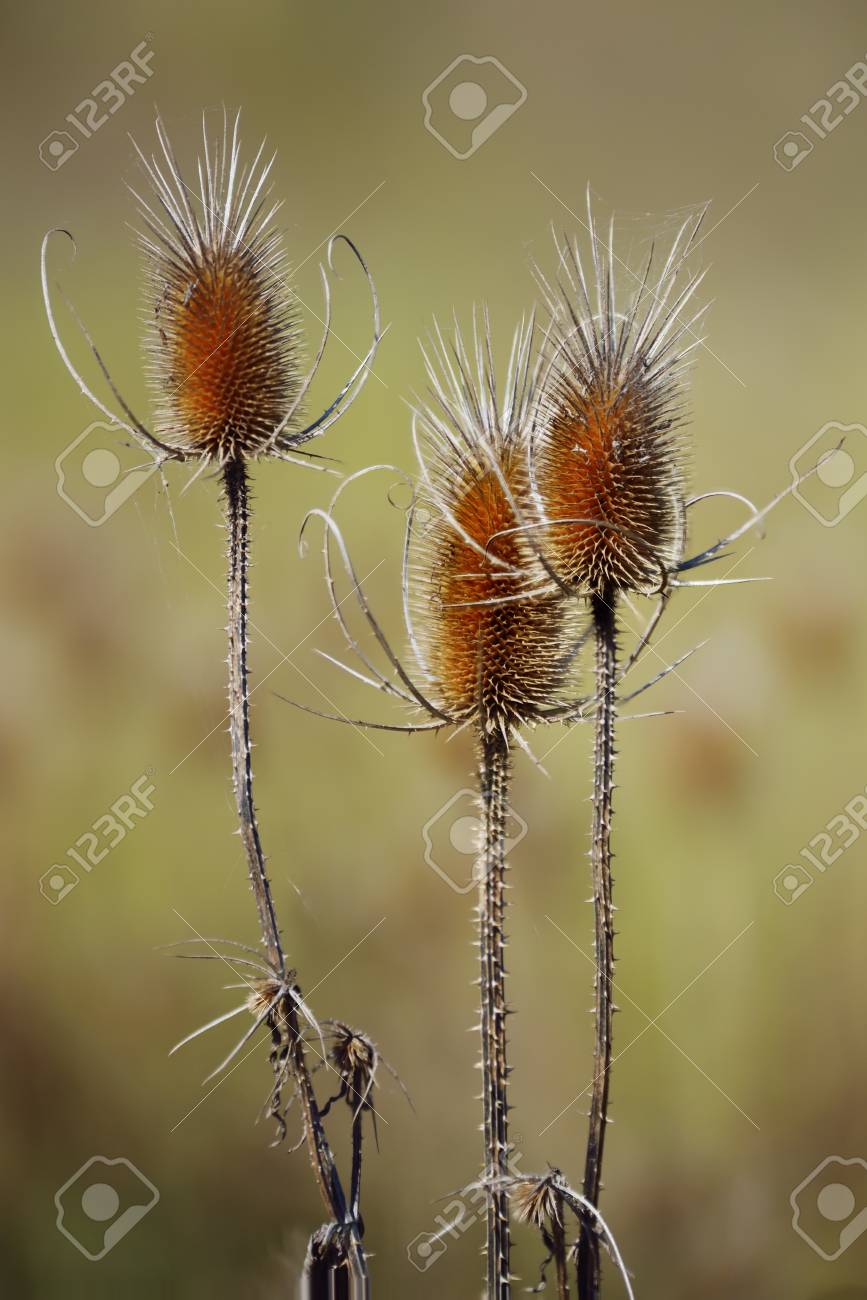 Wildflower Seeds 300 Seeds Wild Teasel Wildflower Seeds 300 Seeds Wild Teasel