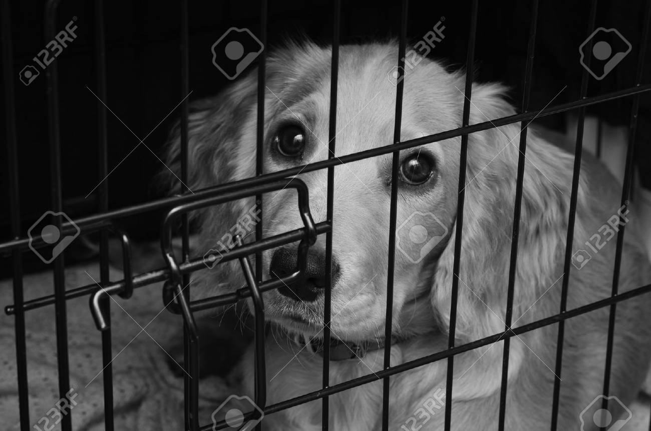 dog crate cocker spaniel
