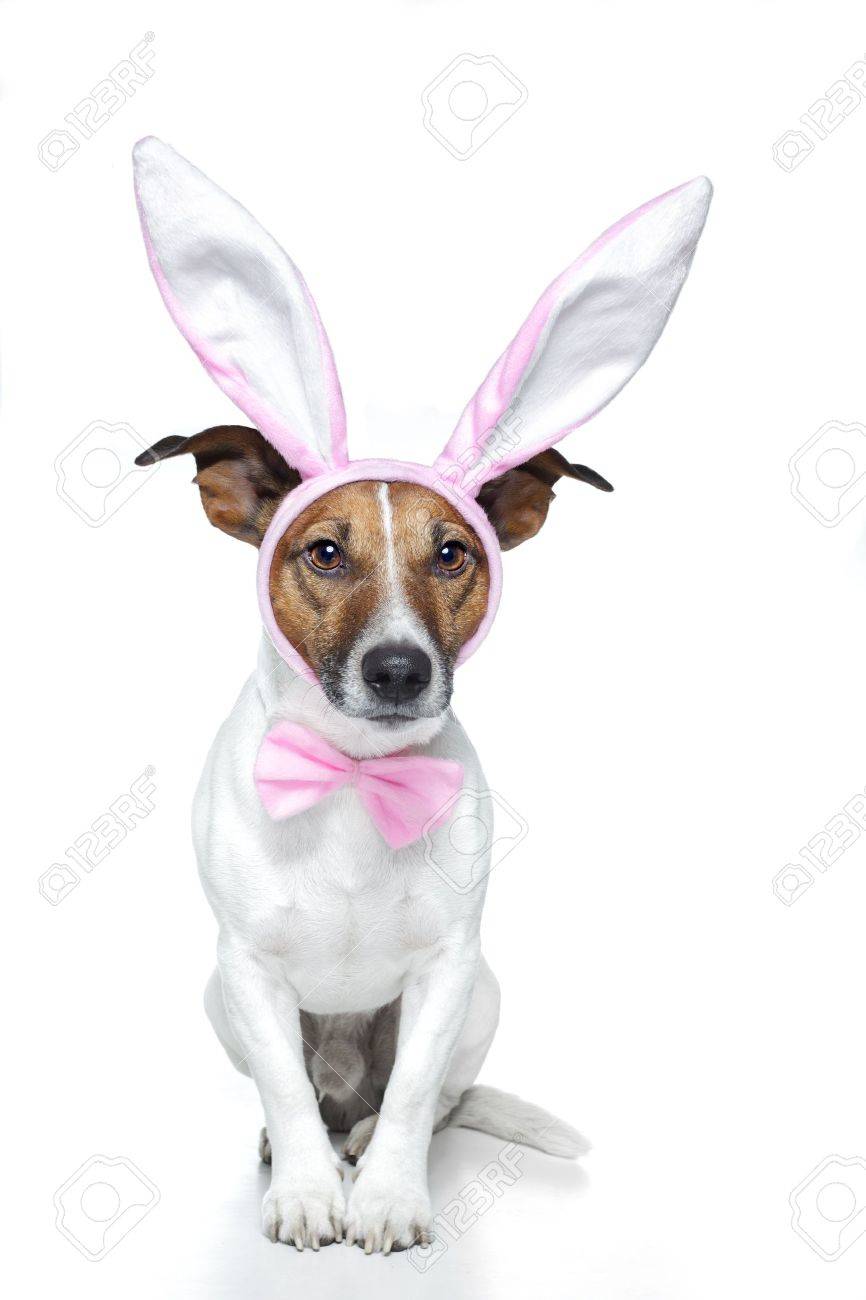dogs dressed up for easter