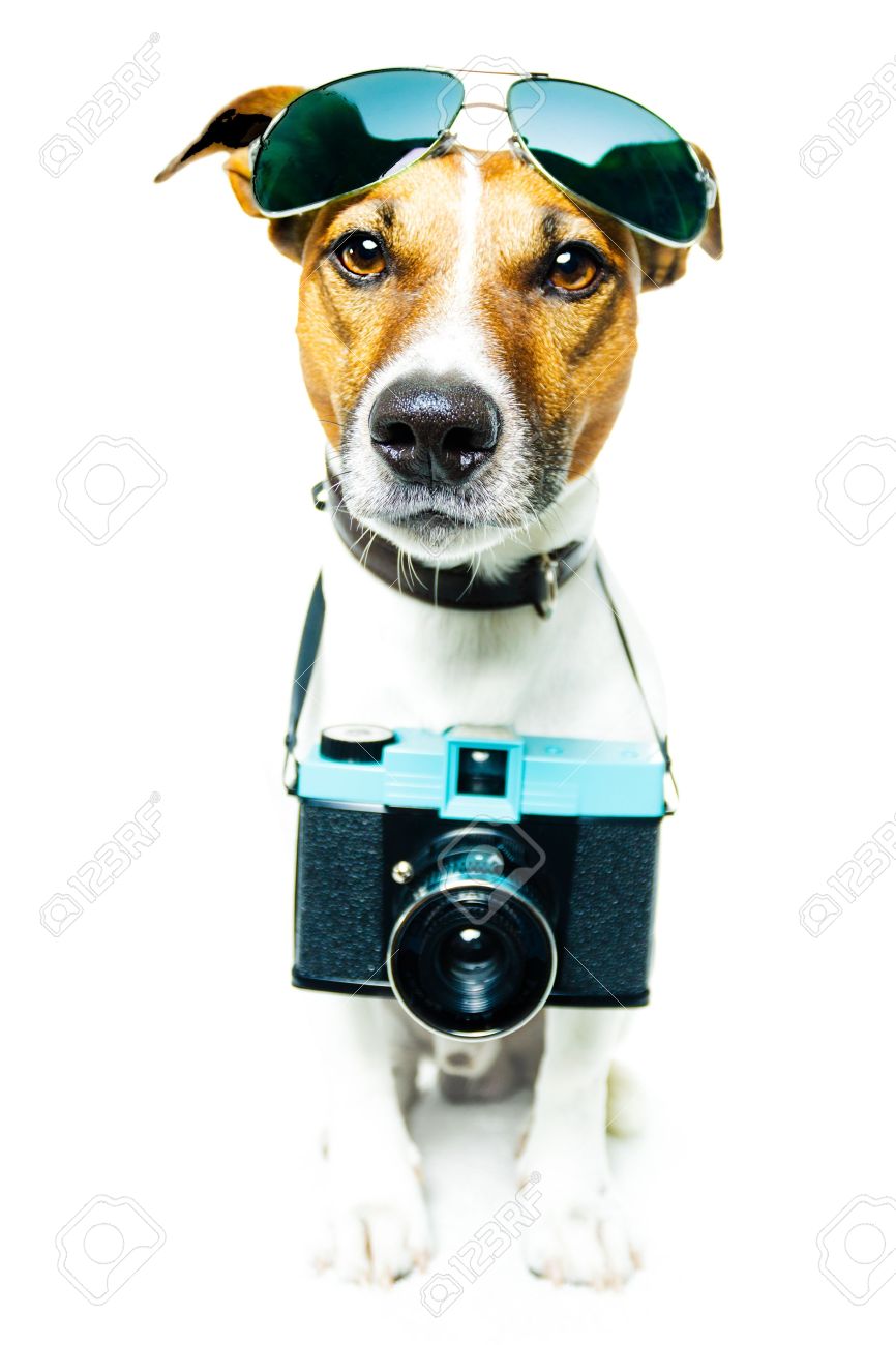 dog and camera