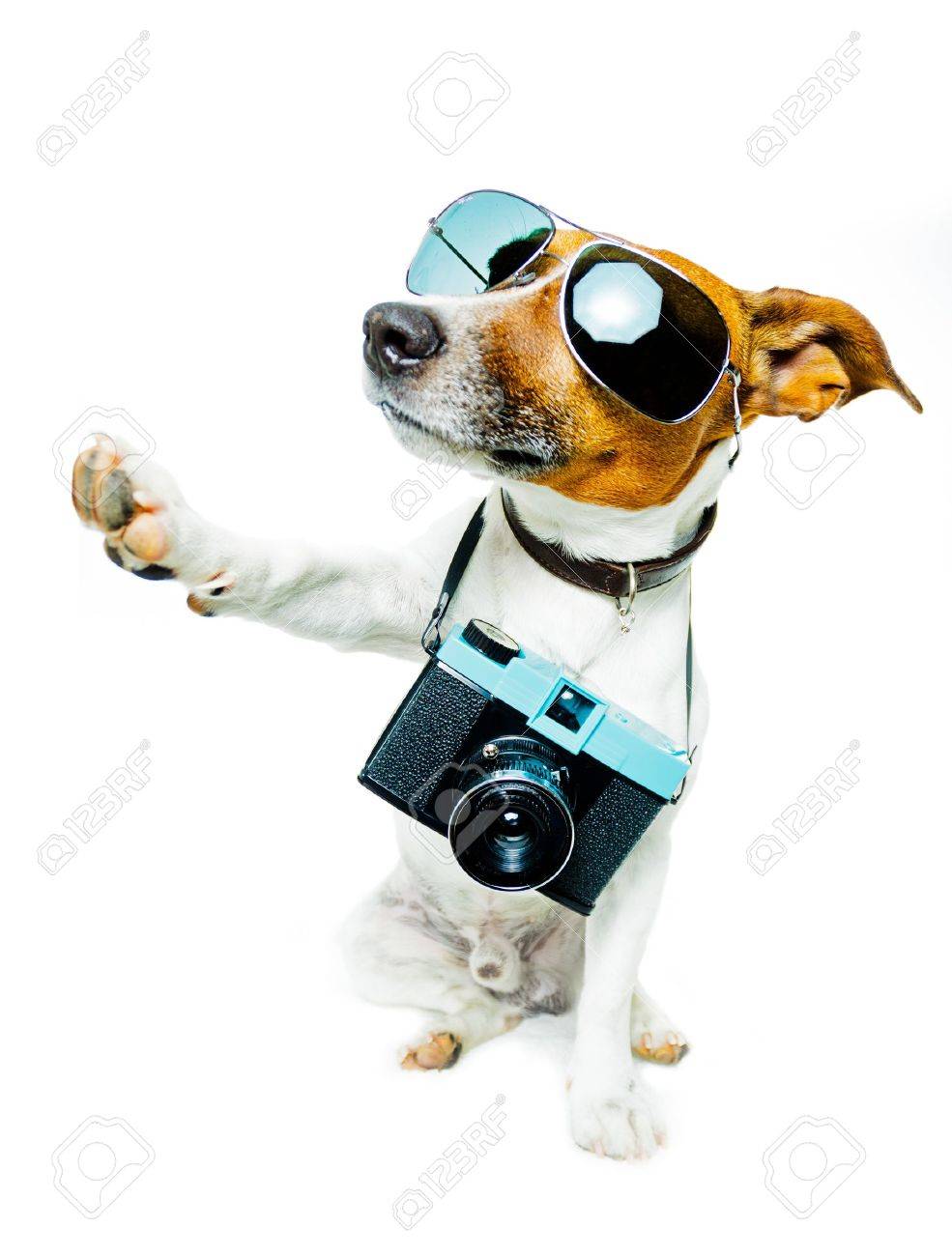 dog and camera