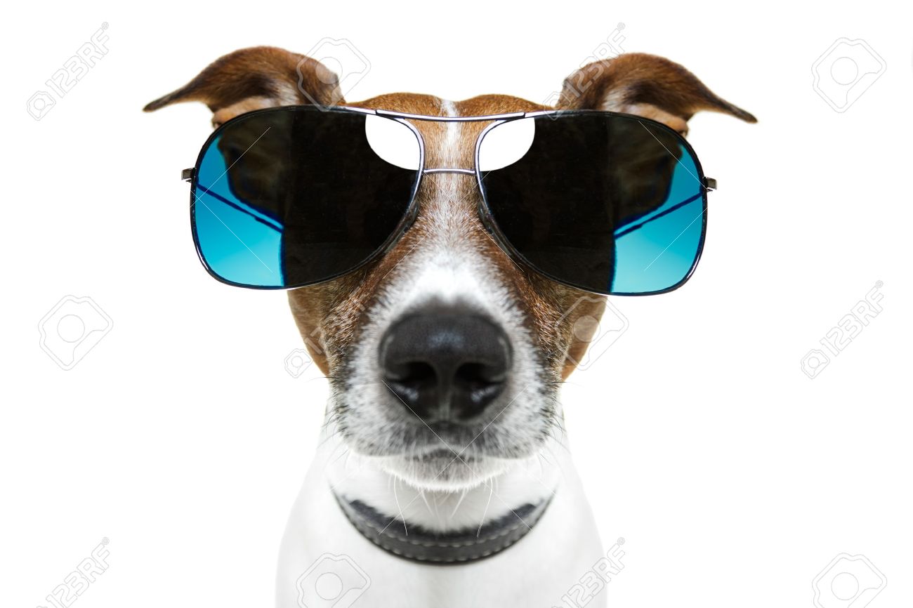dog shades